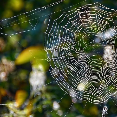 Gawra Gustawa Appartement Ustrzyki Dolne Buitenkant foto